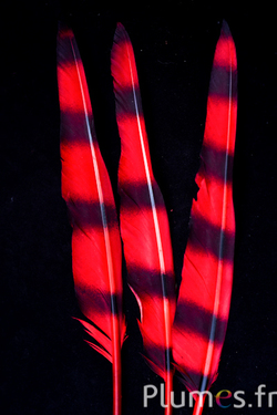 Cygne lame rayures noires - 28-33 cm - rouge